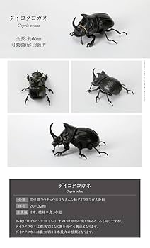 日本のコガネムシ科図鑑 3巻セット Amazon.co.jp: いきもの大図鑑 かぶとむし05 ダイコクコガネ